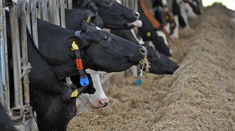 Cattle feed | Nederlandse Zuivel Organisatie