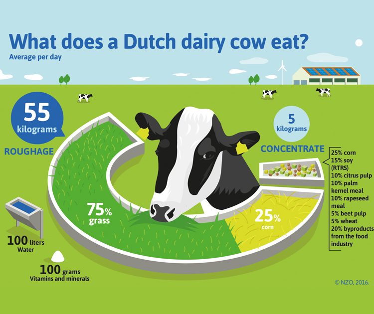 what_does_a_dutch_dairy_cow_eat_infographic