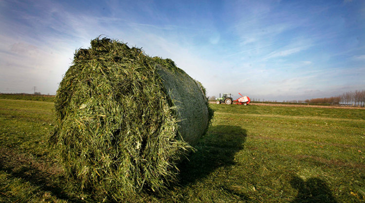 Gras van eigen land is onderdeel van een grondgebonden melkveehouderij.