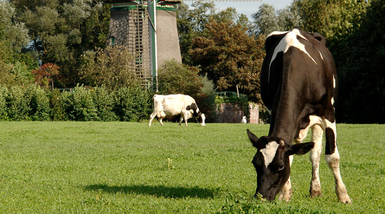 koe graast op nederlandse bodem